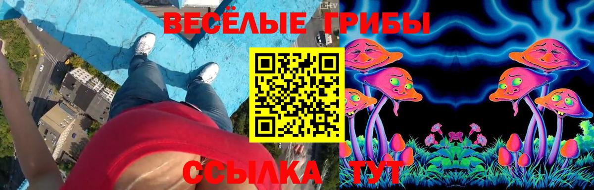Псилоцибиновые грибы Psilocybe Абакан